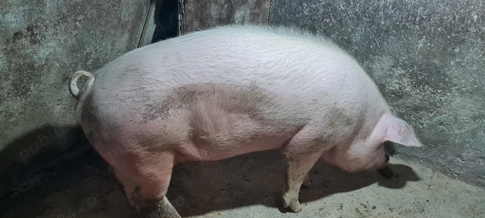 Porc pentru sacrificat 170+