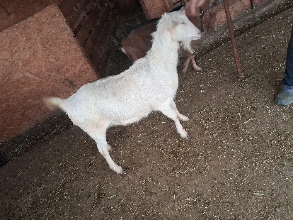 Vând capră pentru sacrificare 