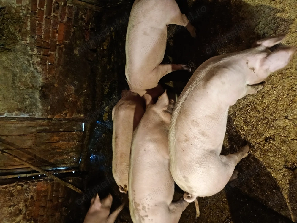 Porci de carne de vanzare