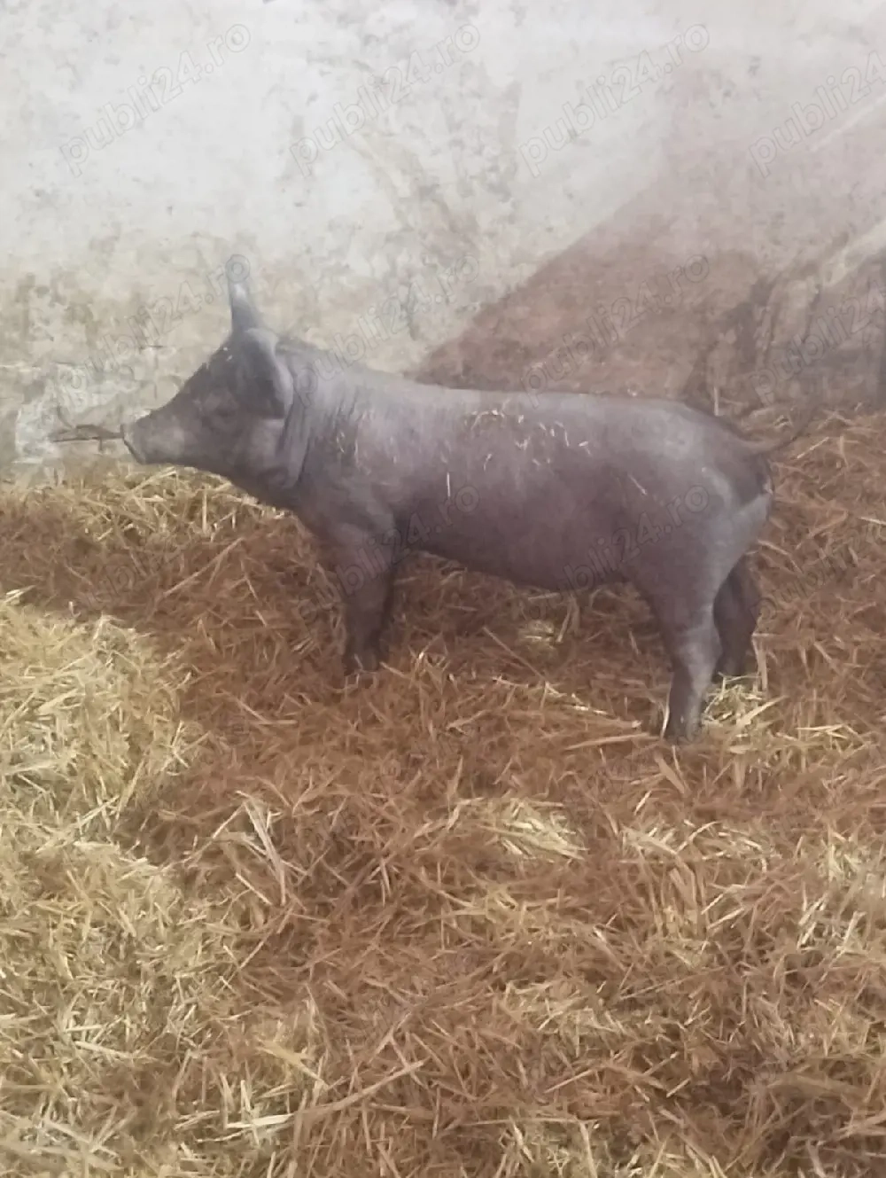 vand purcea de 10 săptămâni