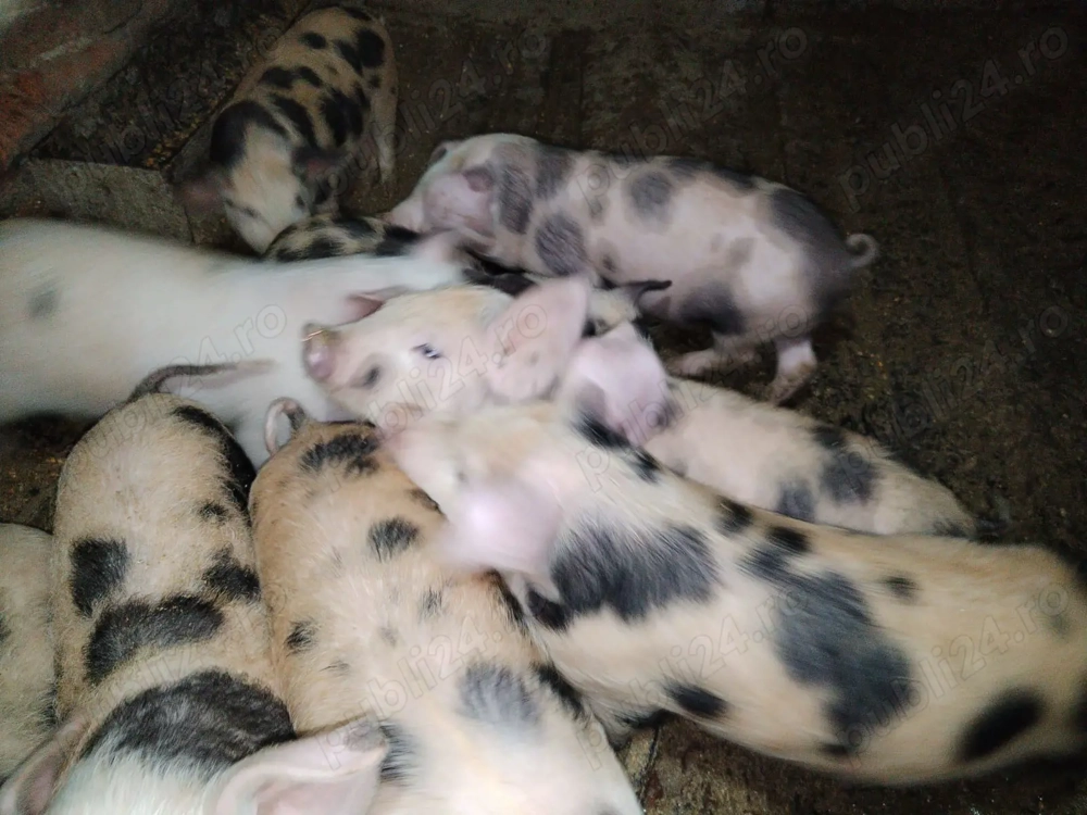 Vând purcei de 8 săptămâni 