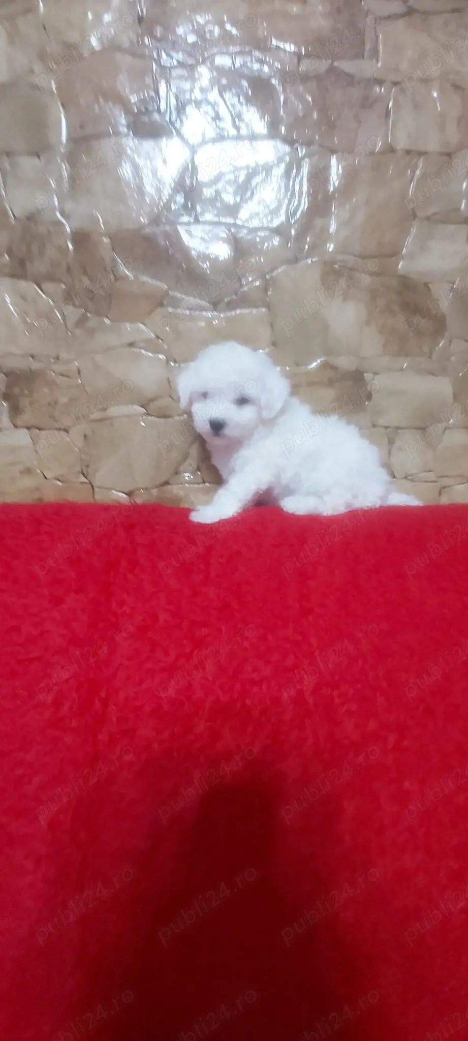 Vând pui Bichon maltez 