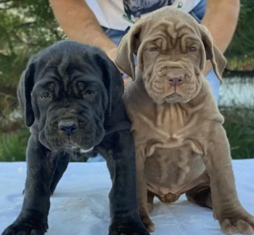 Pui mastino napoletano