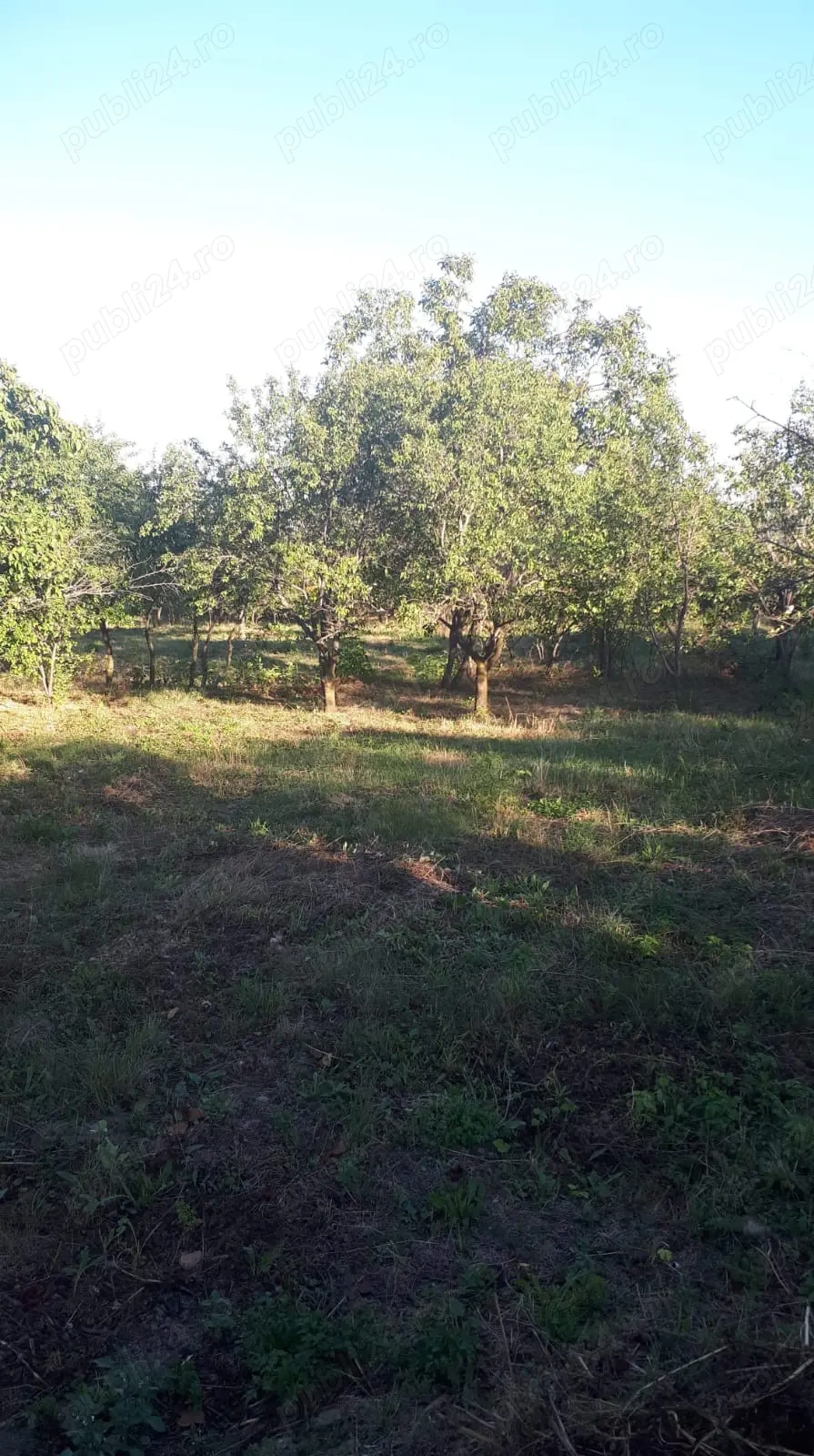 SUPER OFERTĂ: 5000 mp ,gaze,canalizare, curent loc Poiana Mărului com. Ceplenita jud Iași , Hârlău