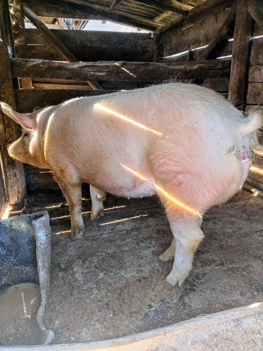 Vand purcea nu o fatat niciodata 