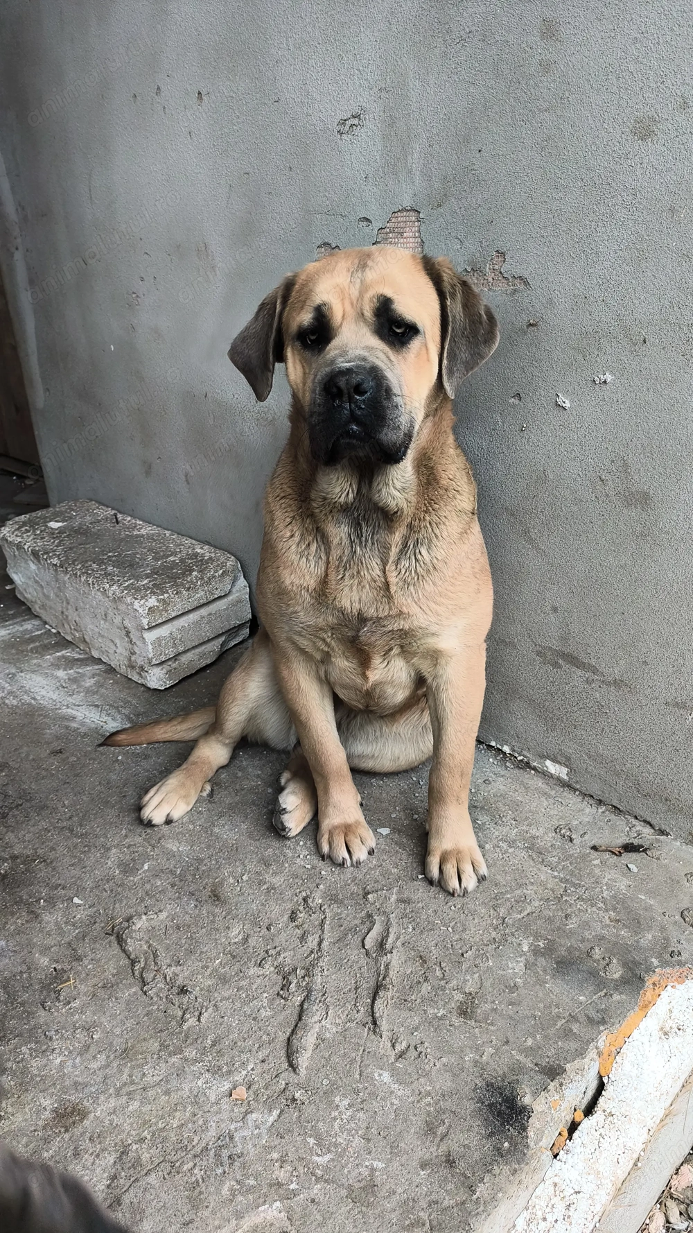 Cane corso original blue