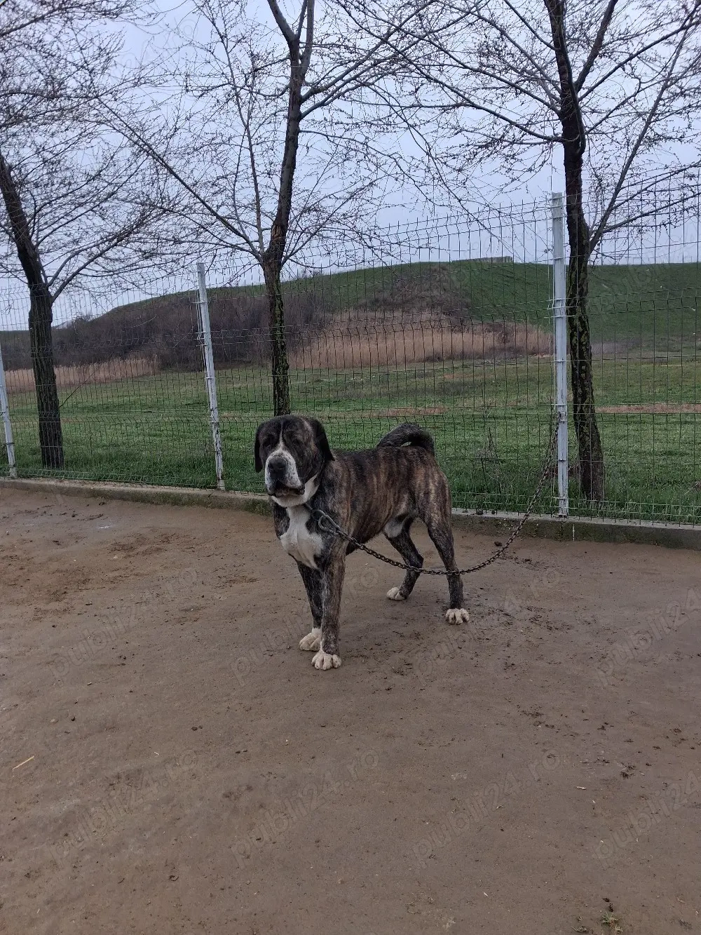 Mascul de asia centrala!