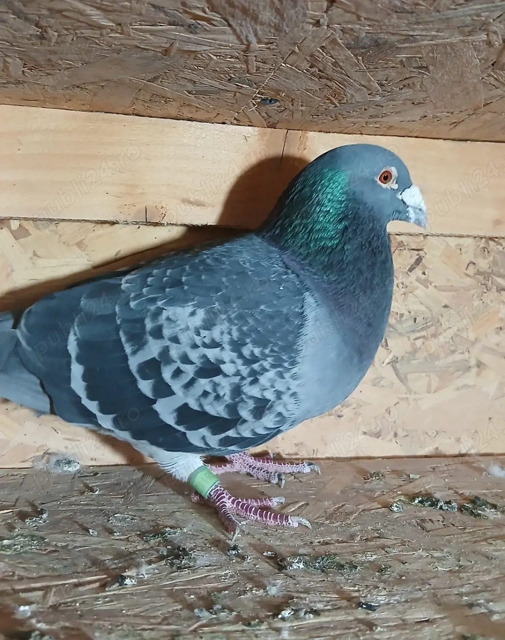 Vând mascul de 2017