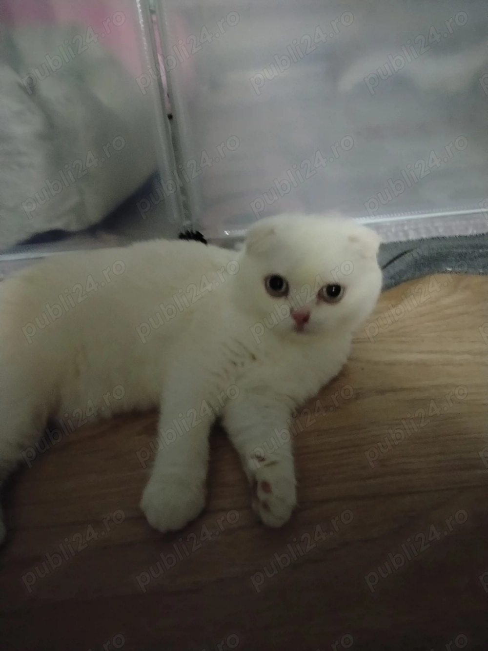 Scottish fold & scottish straight