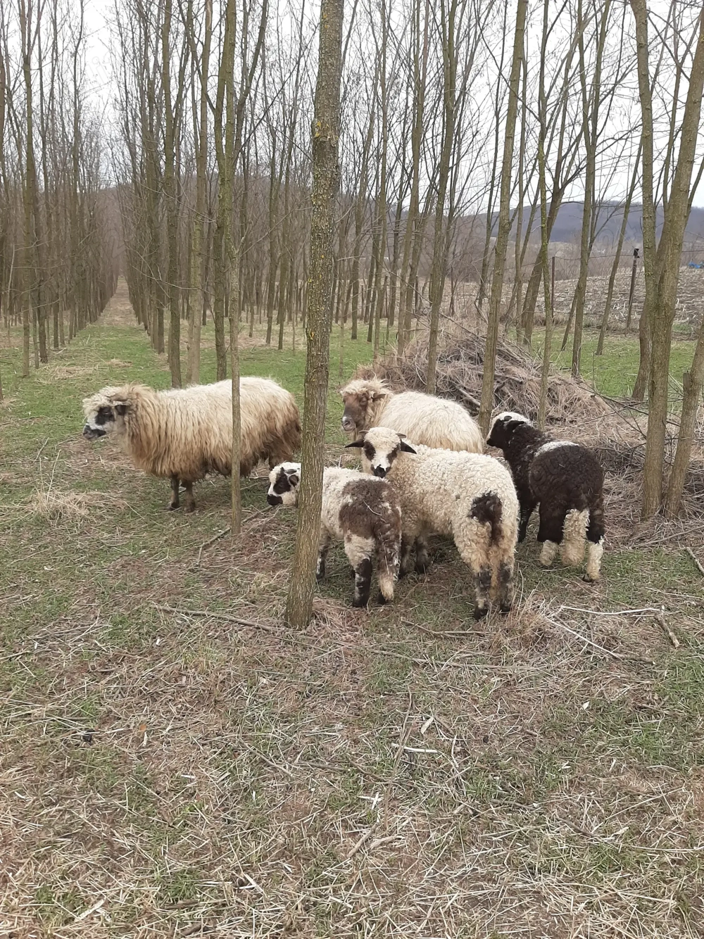 Ofer spre vânzare 2 oi Țurcane cu 3 mieluțe   Sănătoase și bine întreținute 