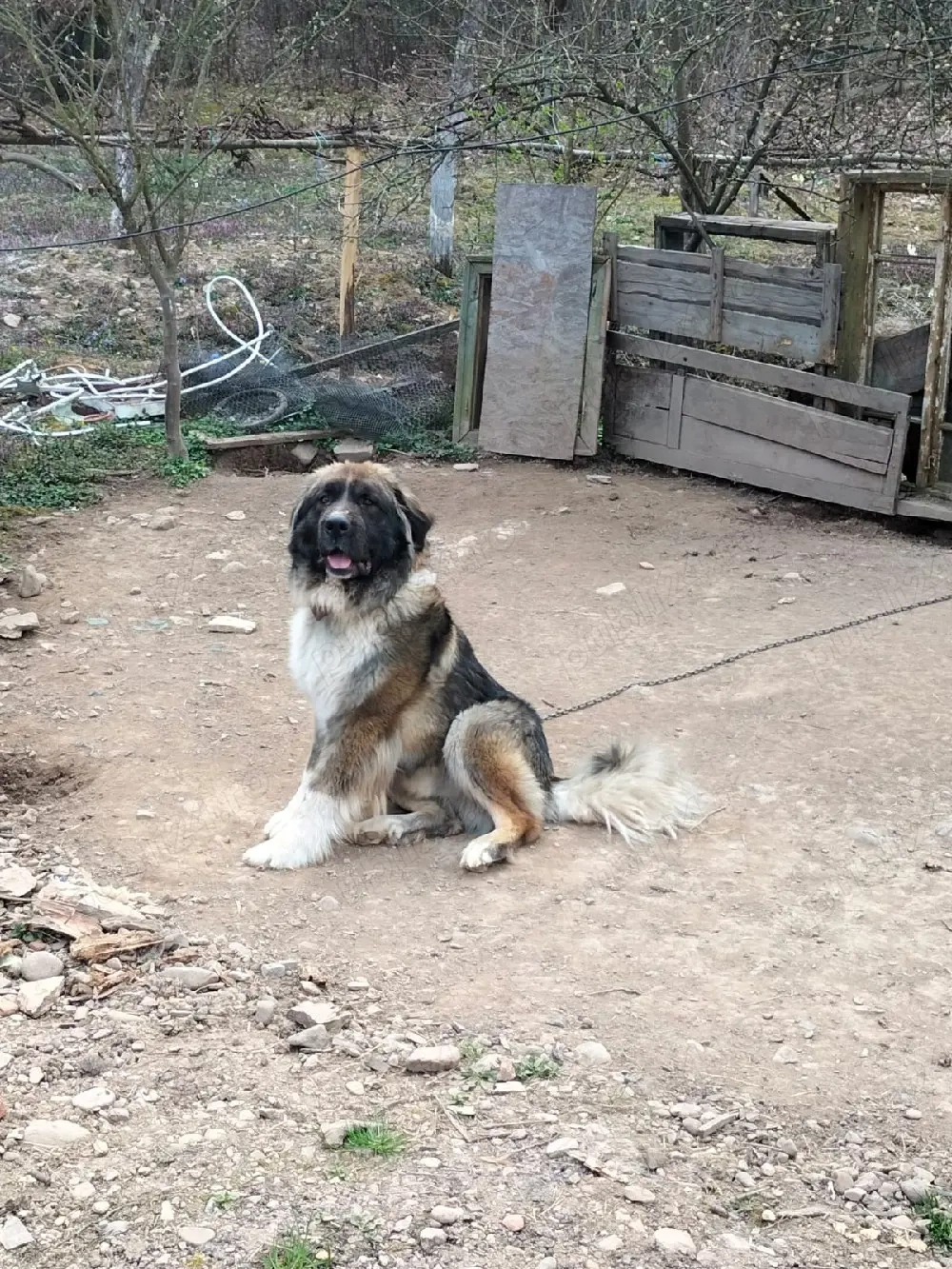 Donez Caucazian ciobanesc