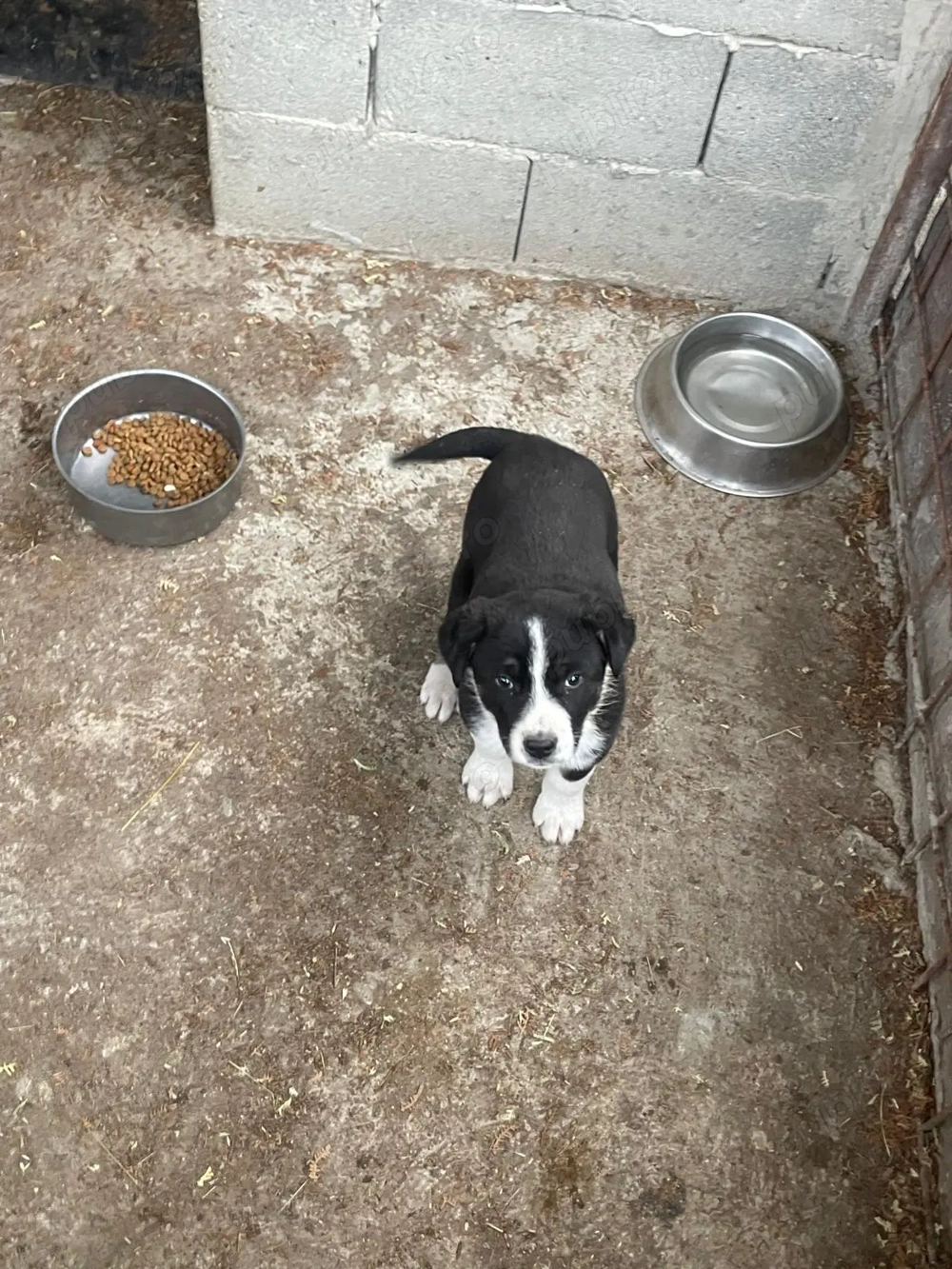 Vând cățelușe de rasa Ciobăneasc de Bucovina 