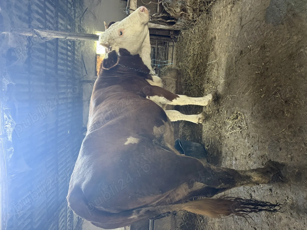 Bălțată românească 