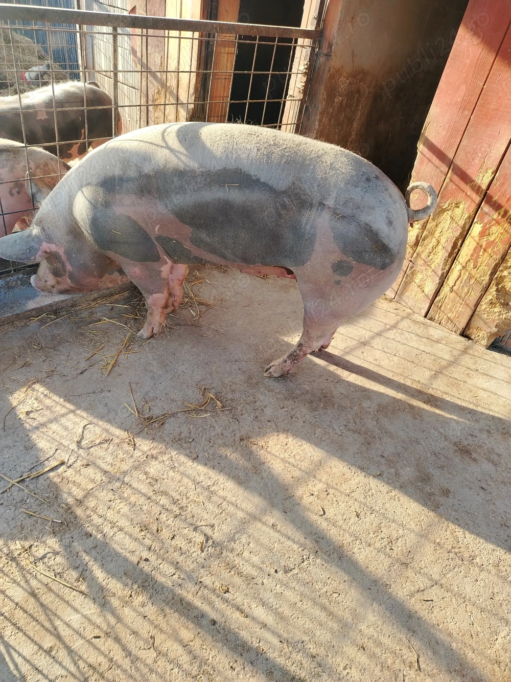 Porc pietrean de vanzare 