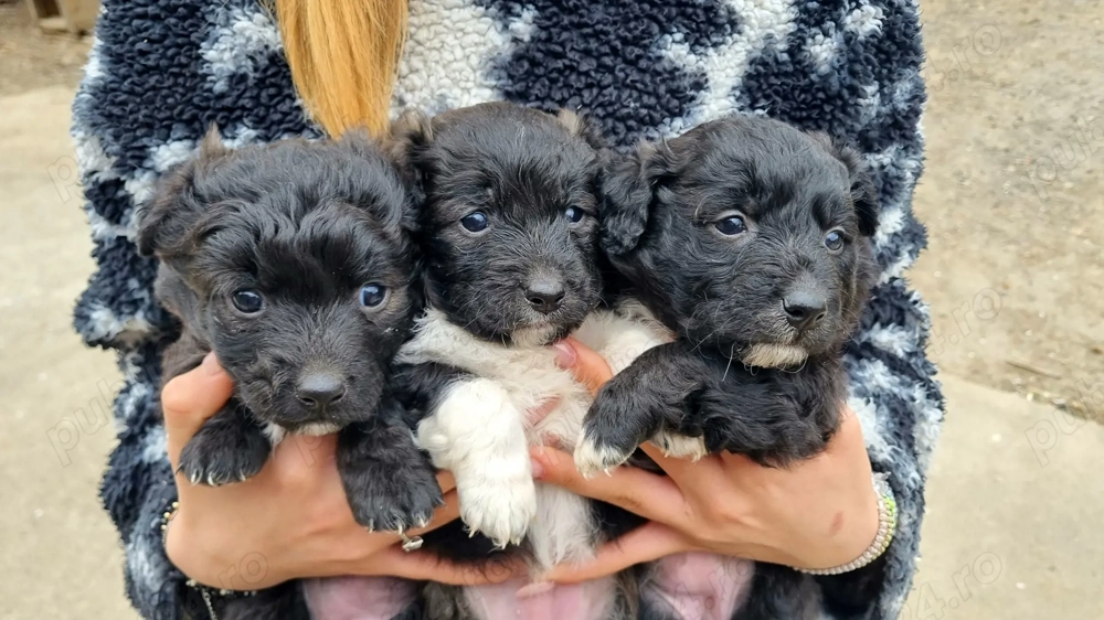 3 cățelușe de intors oile (Donez)