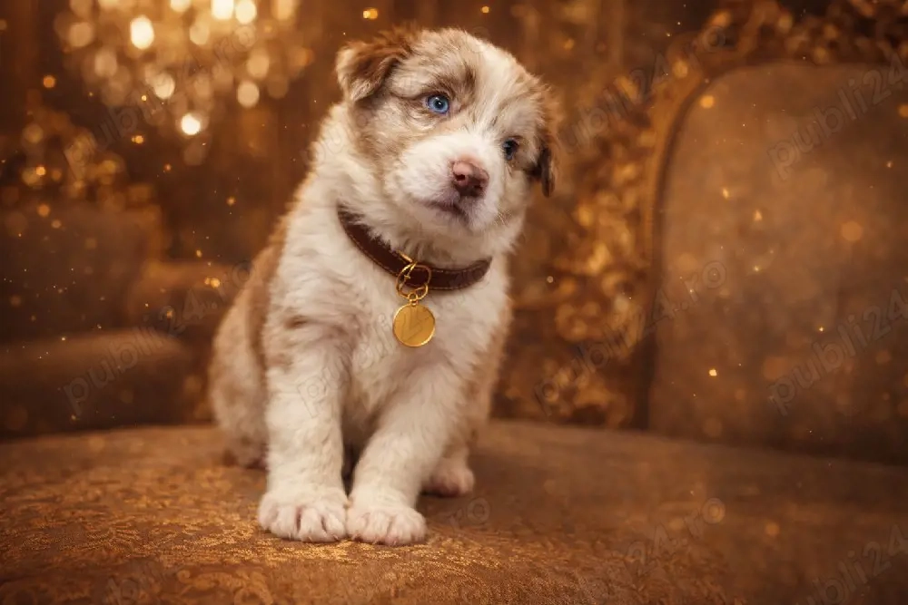 border collie Red merle pedigree export 