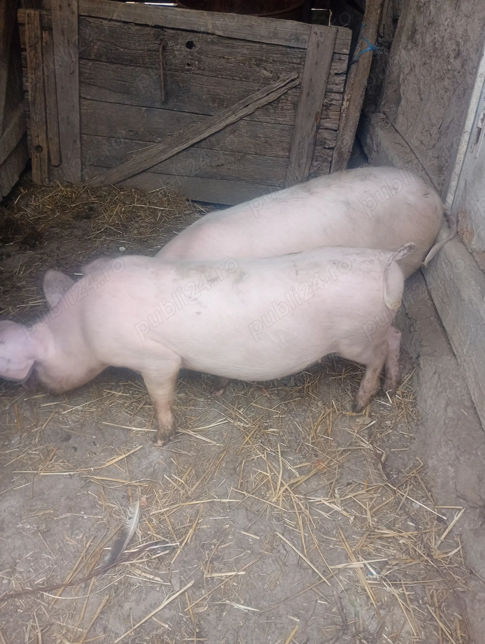 De vânzare purceluțe