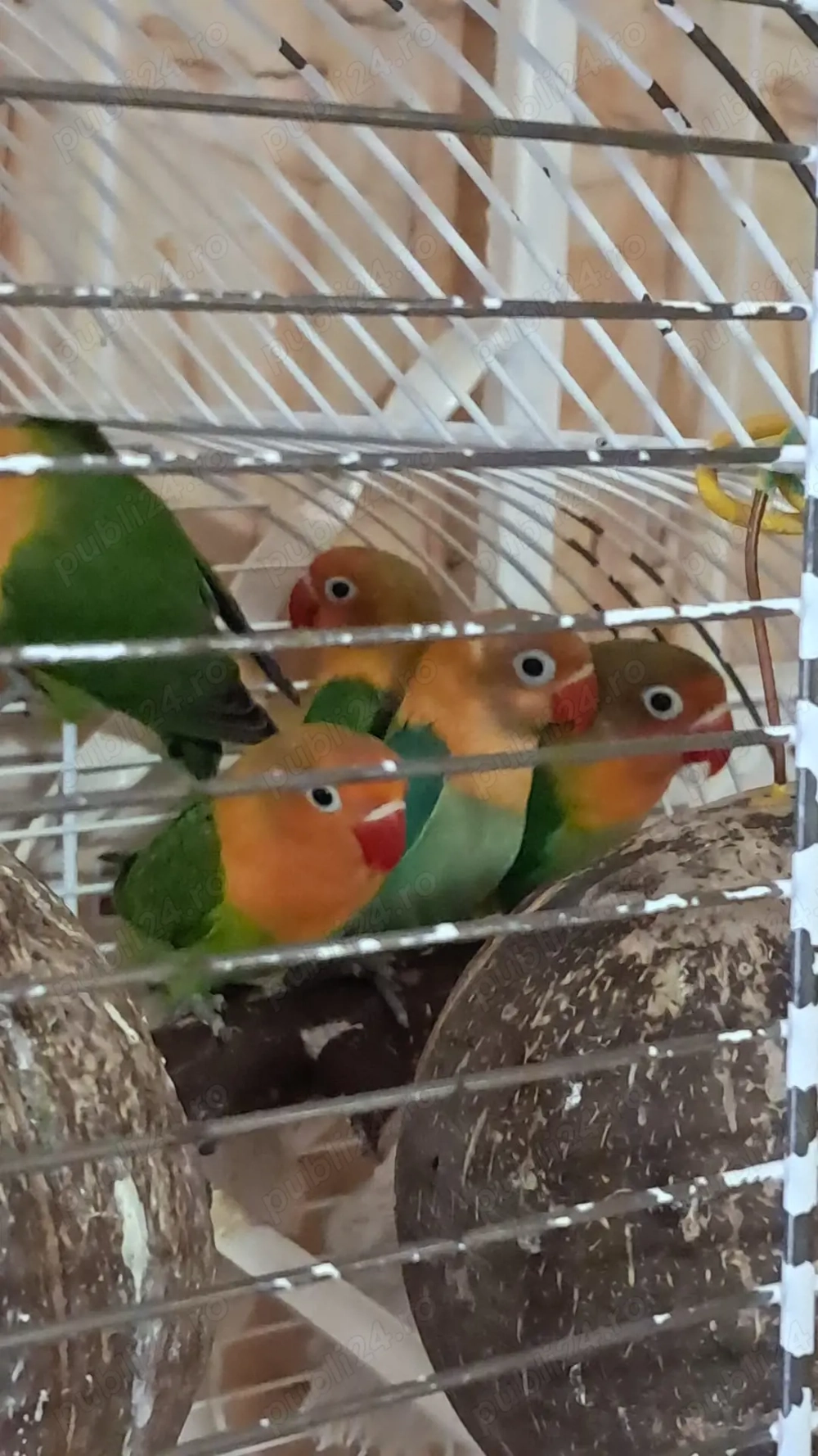 pui de agapornis