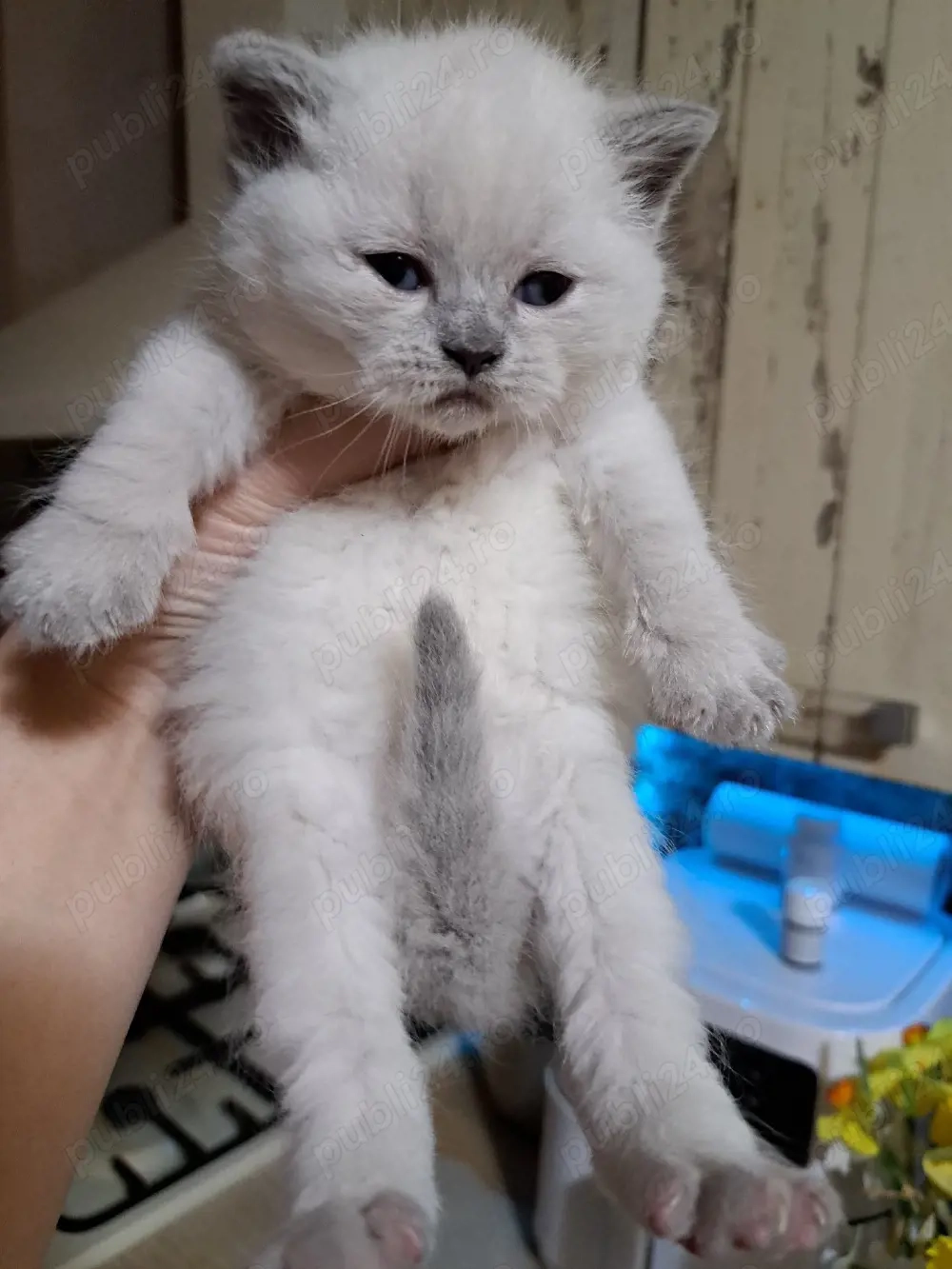 British shorthair colorpoint 