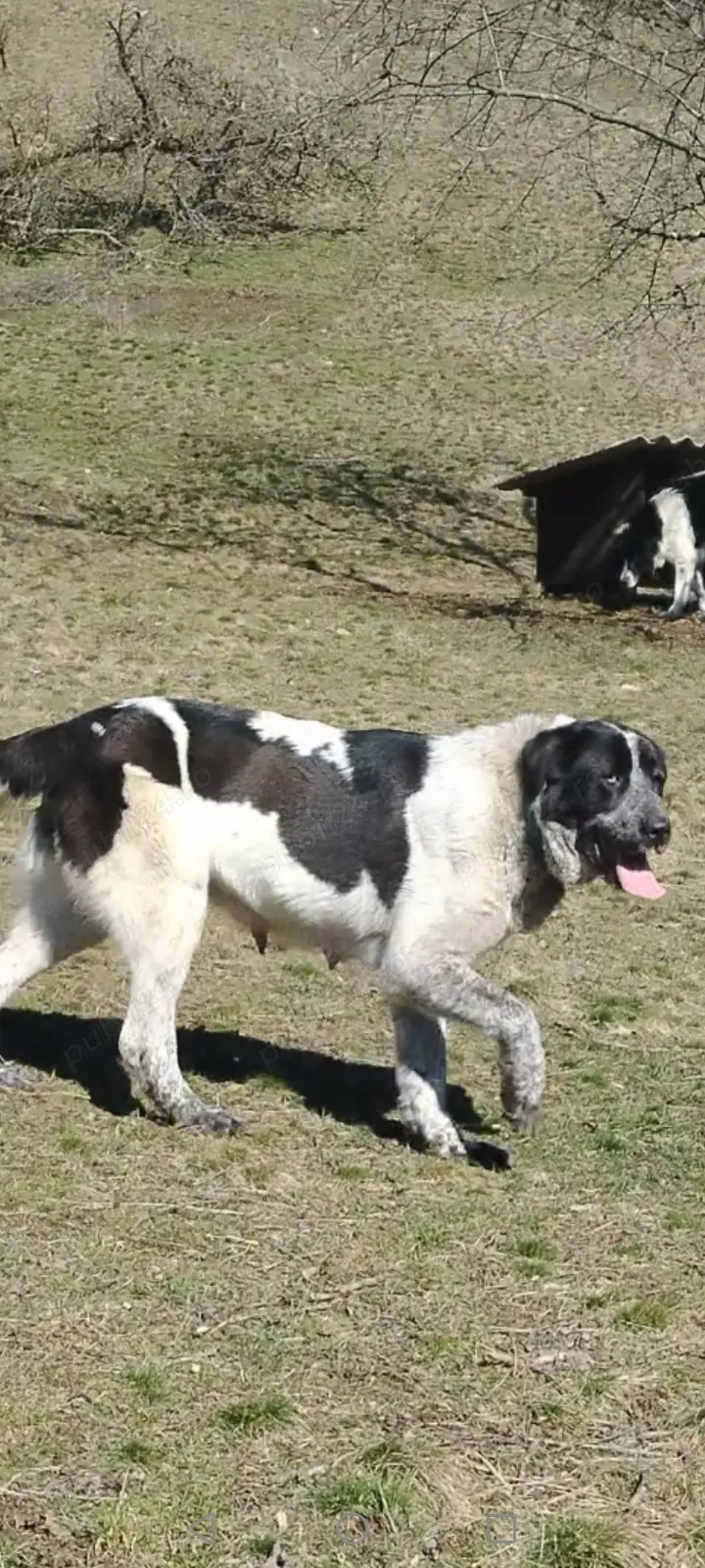 Disponibilă femelă 