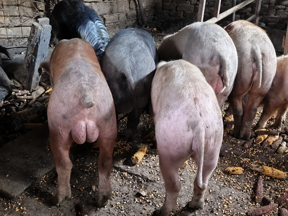 Vând vier 70 -80 kg