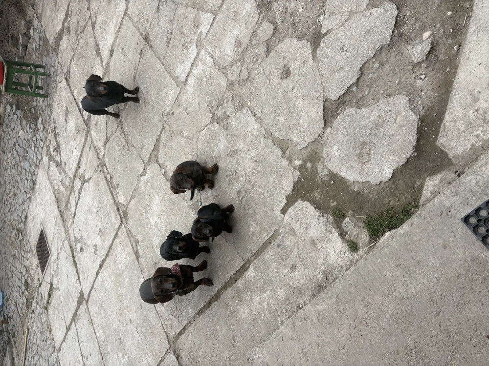 Tekel standard cu păr scurt 