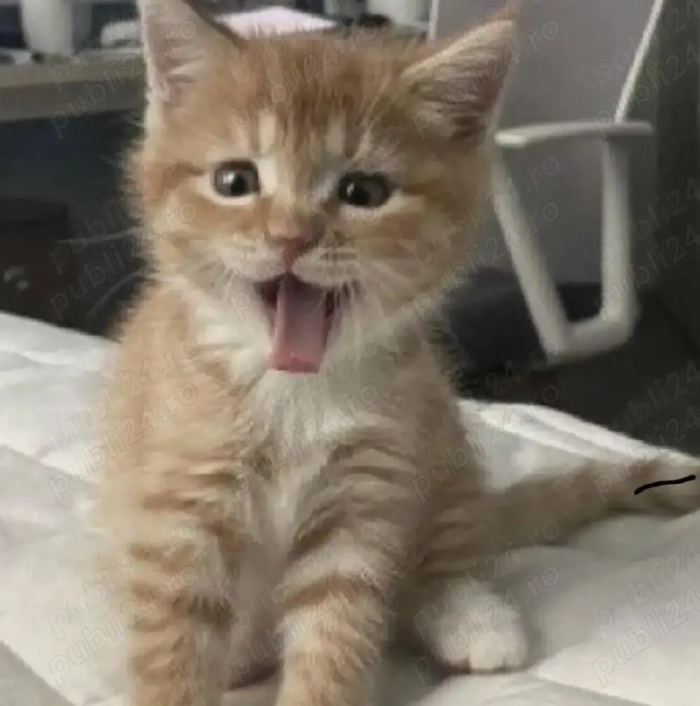 Siberiana de Pădure 