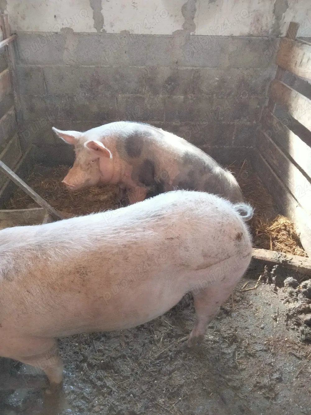 porcii de vânzare pietrean 