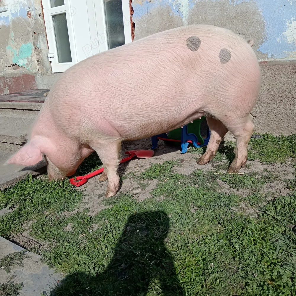 De vânzare două purcele 