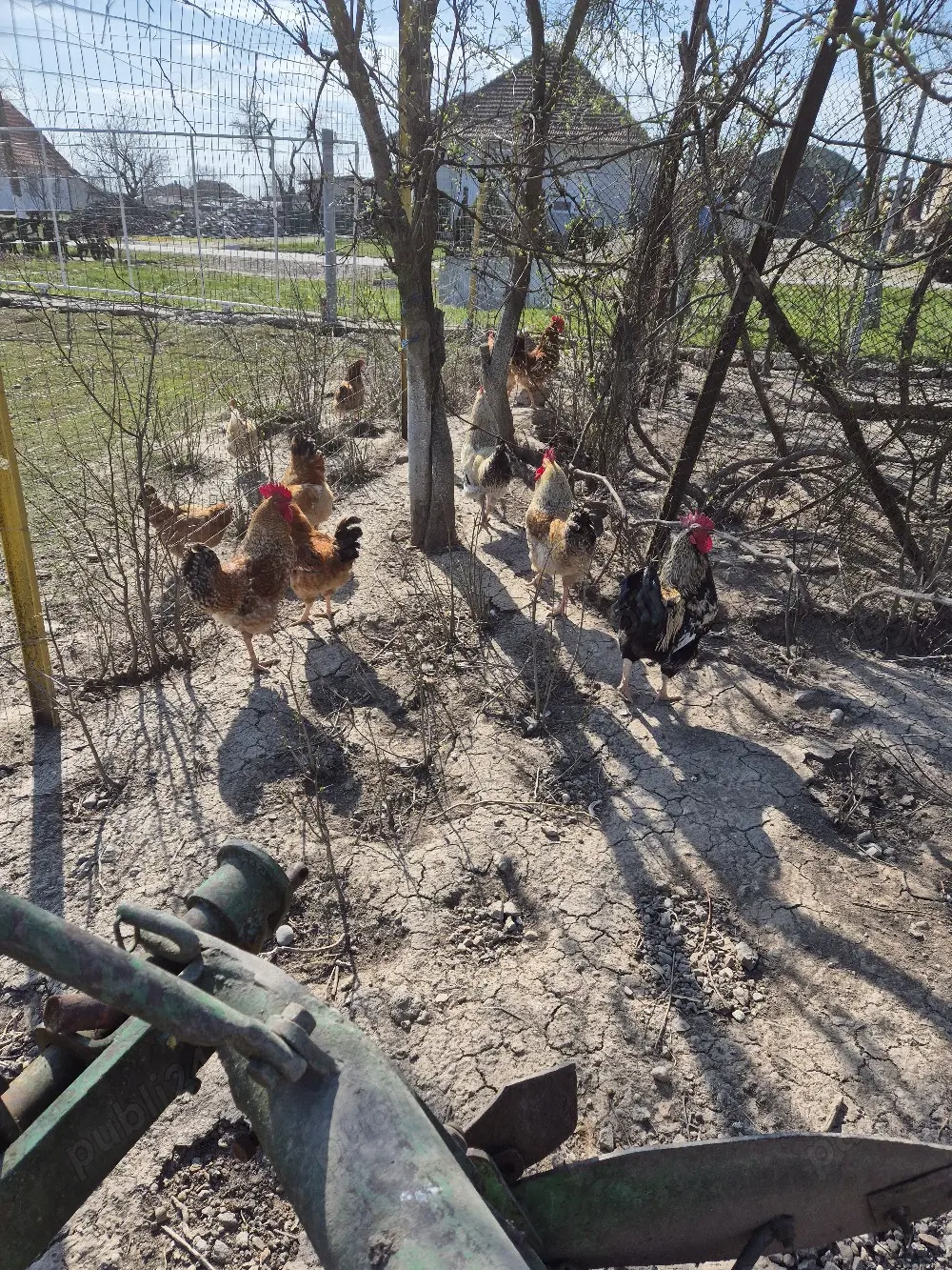 de vinzare cocosi 11buc