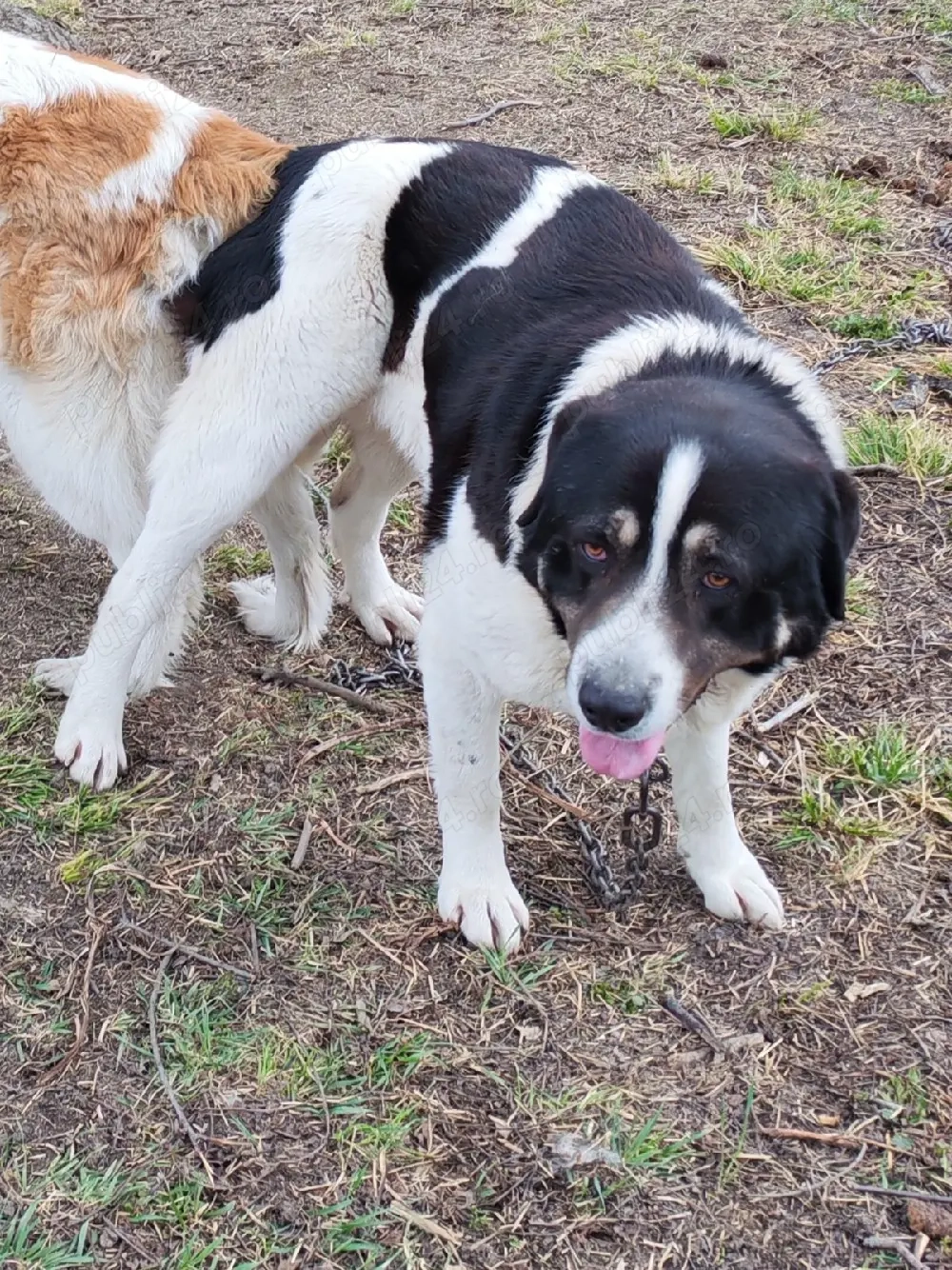 Ciobănesc pentru animale 