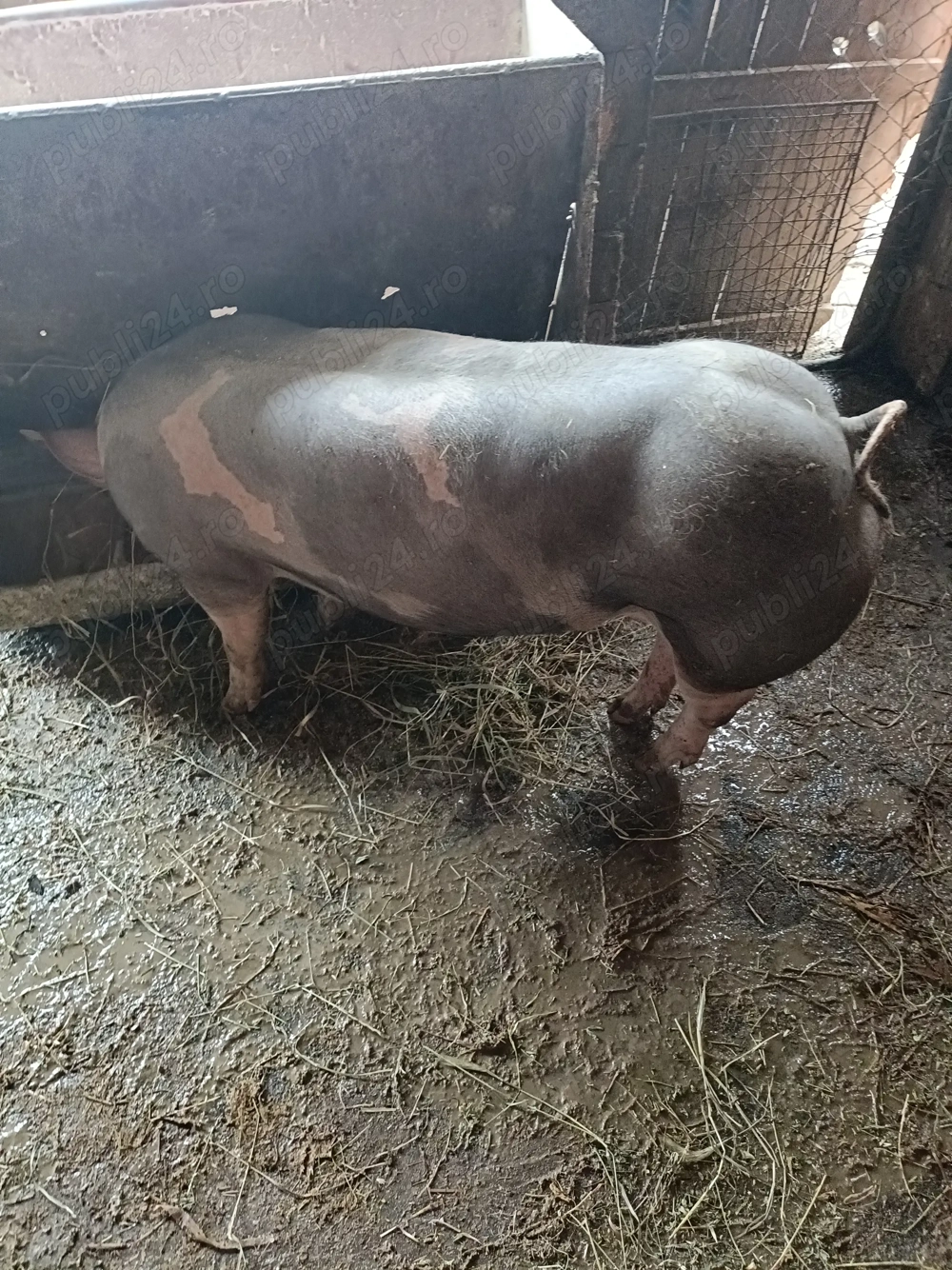 Vind porc pietrean de carne 