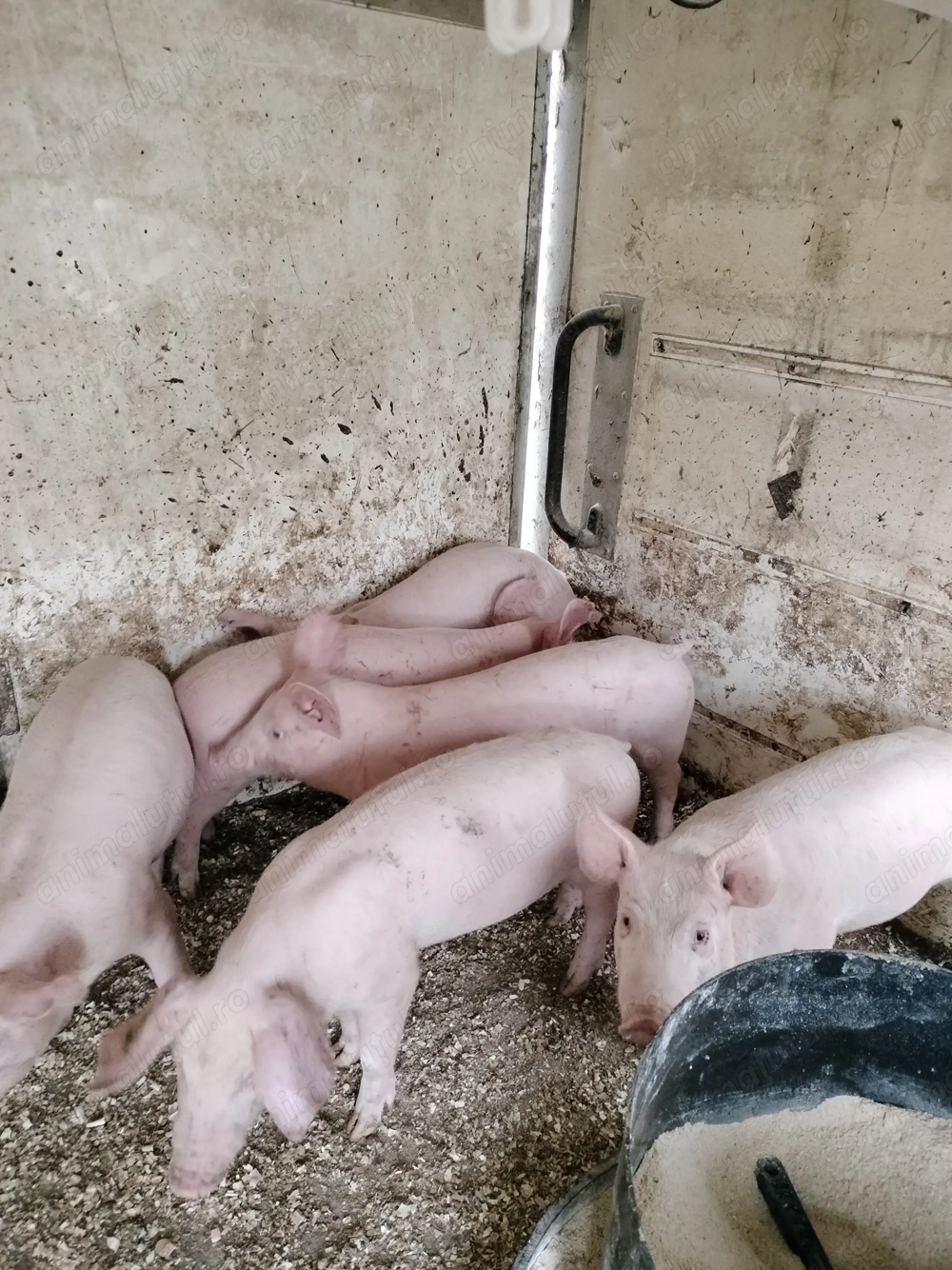 Pur ei 12-13 săptămâni 