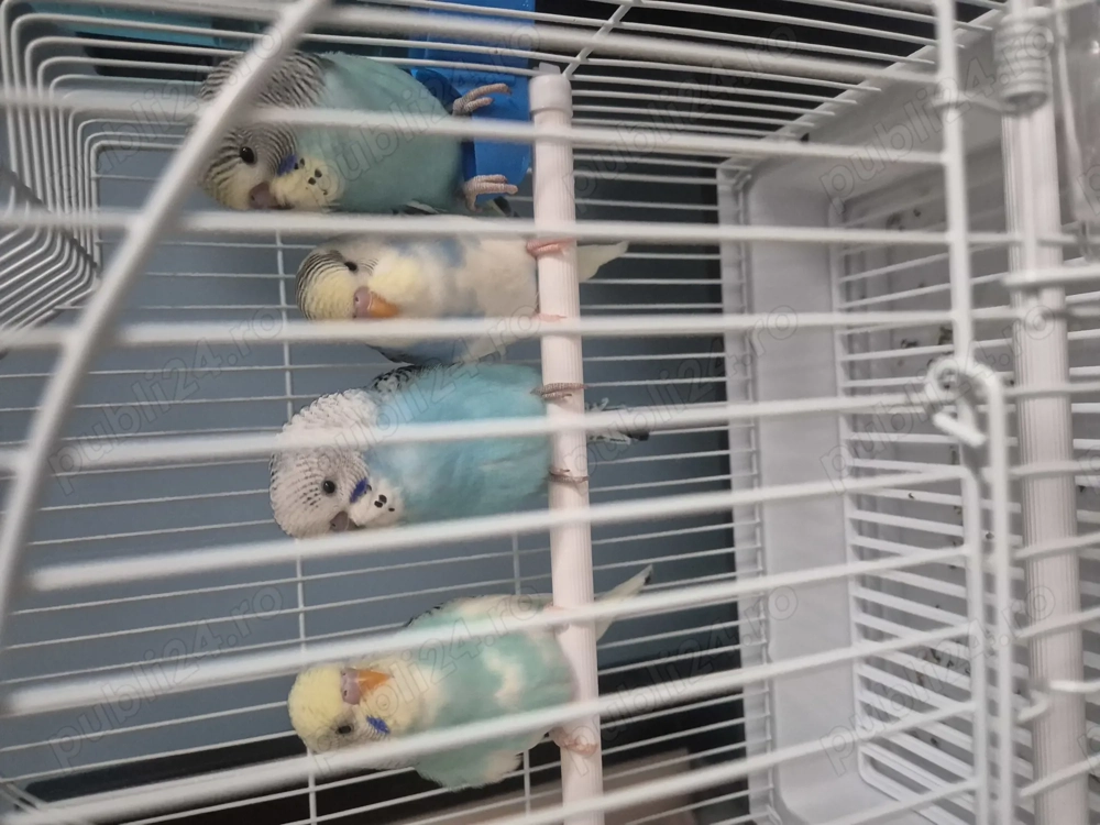 Vând 4 pui papagali peruși 60 Roi bucata