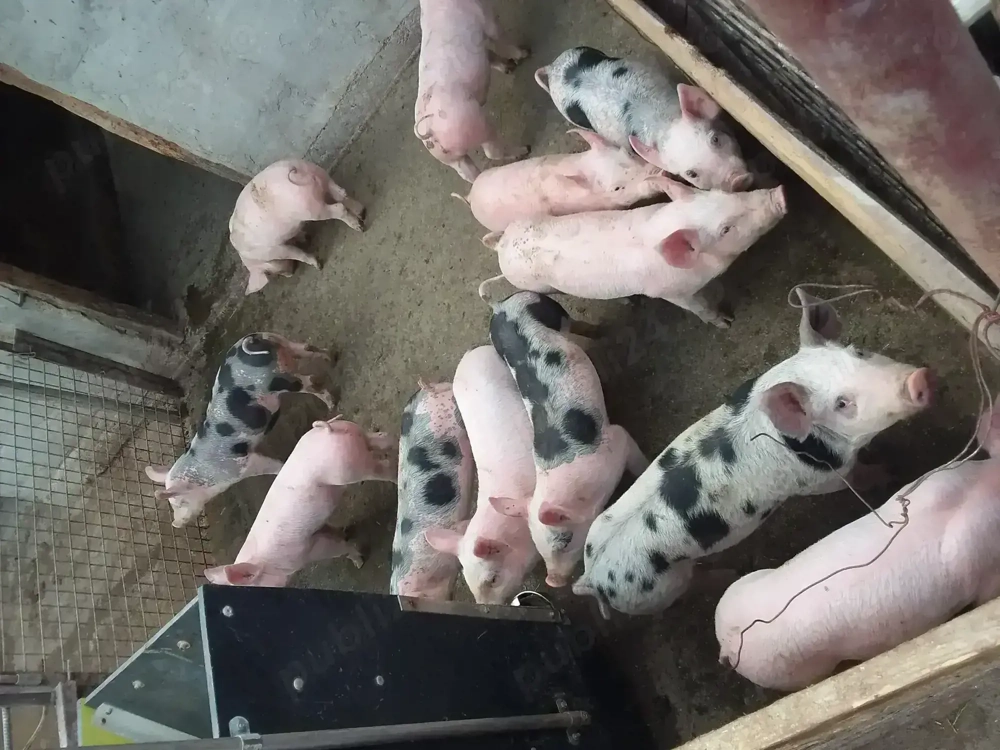 Vand purcei frumosi de rasa