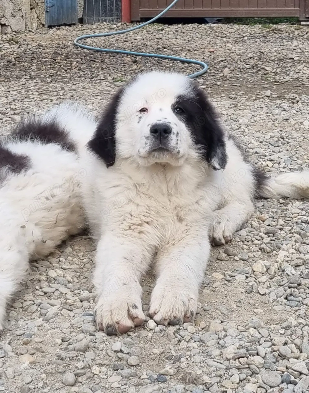 Femeluță Ciobănesc românesc de Bucovina 