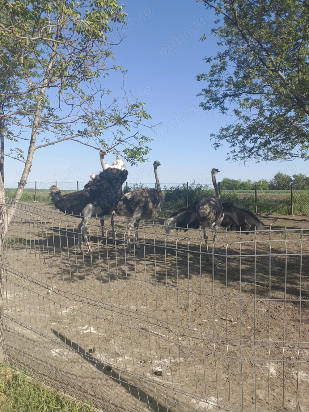 Mascul struț, talie mare