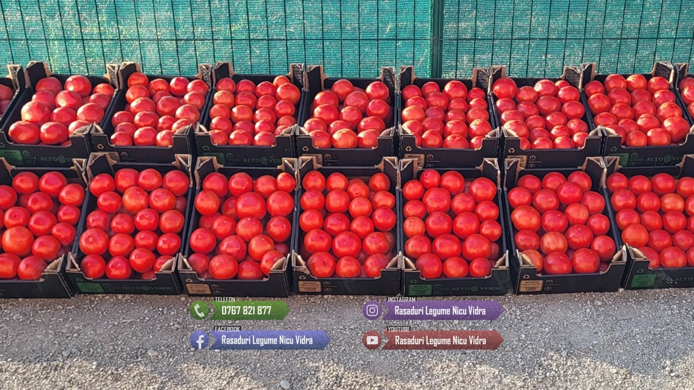 Rasad rosii castraveti ardei vinete alte rasaduri legume de vanzare