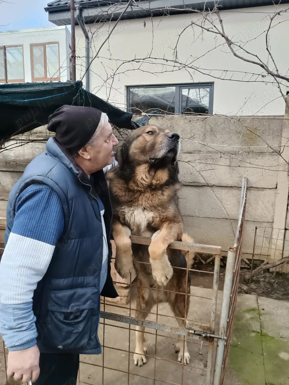 Vand ciobănesc caucazian