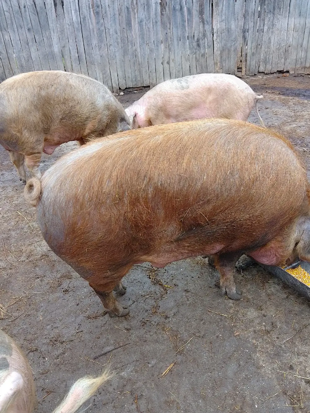 Porci Mari de Țară 