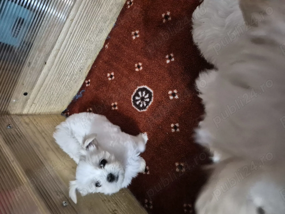 Vand catelusi bichon maltez toy