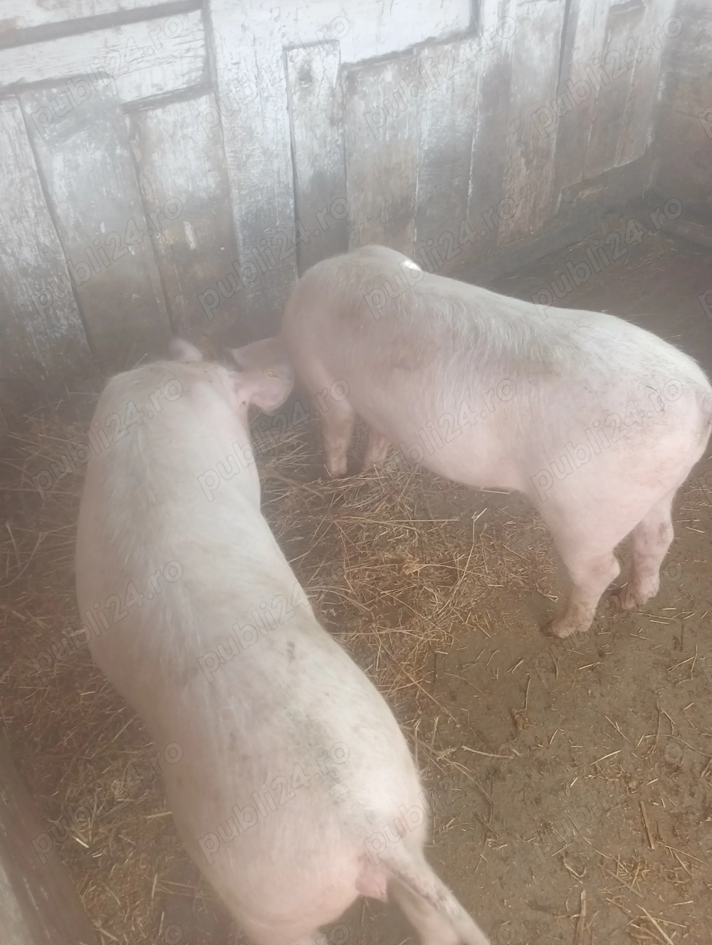 Vanzare 2 Marele alb