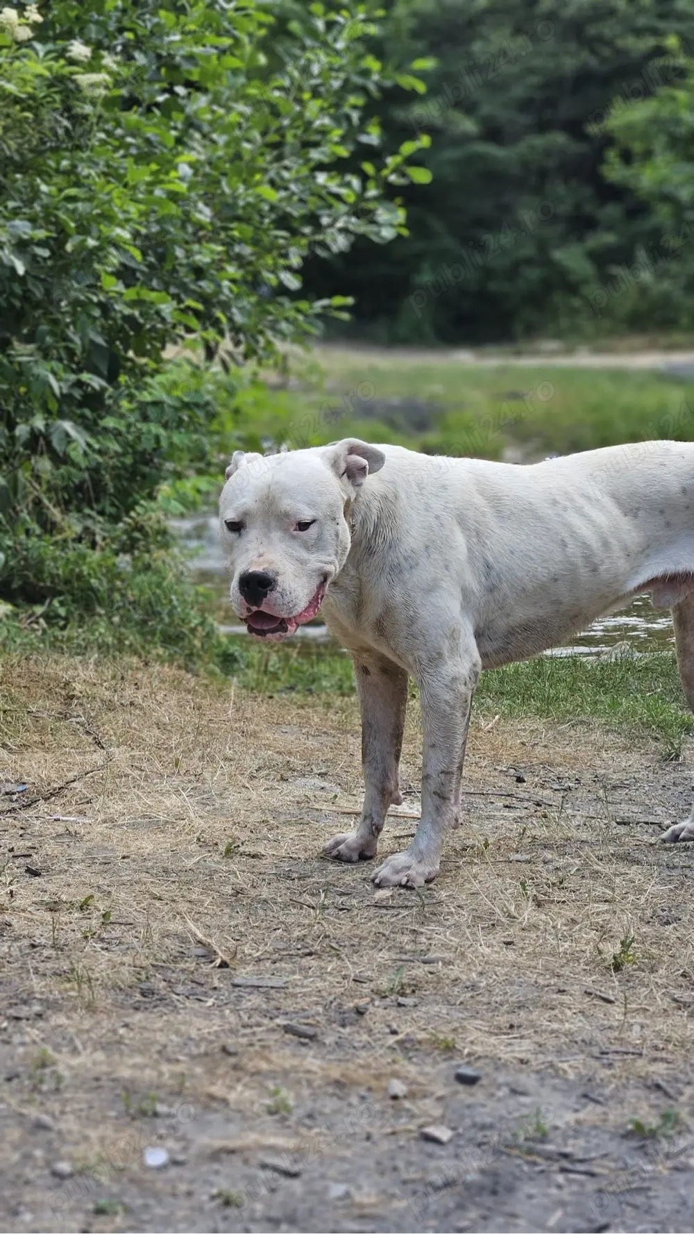 mascul dog argentinian
