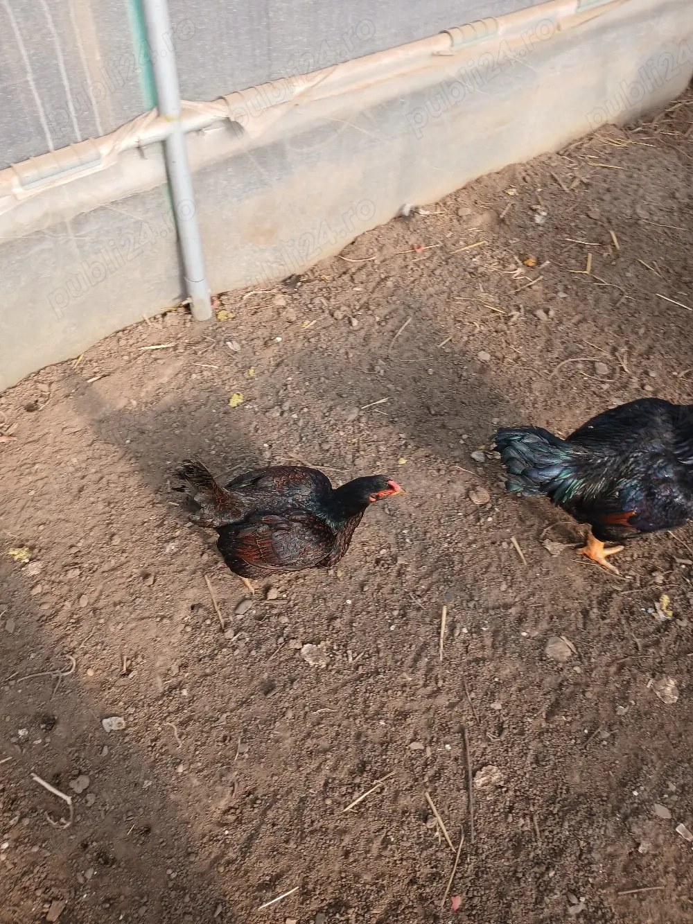 Combatant indian de vînzare 