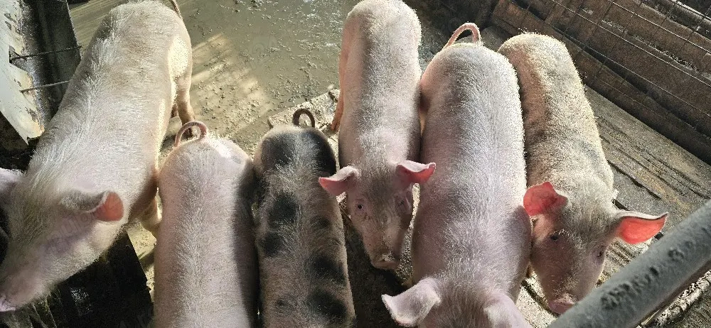 De vânzare soldani.