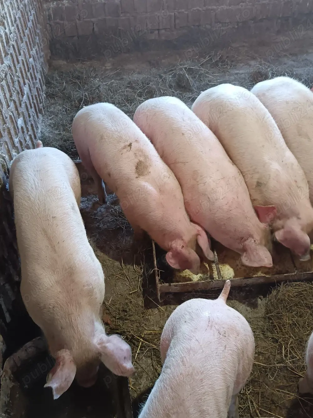 Grasuni castrați pt rotisor sau crescut la 40-46kg, asigur transport 