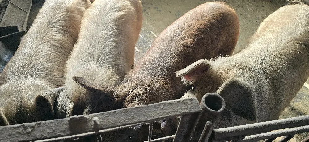 De vânzare  2 bucati ,au intre 100  120 kg .