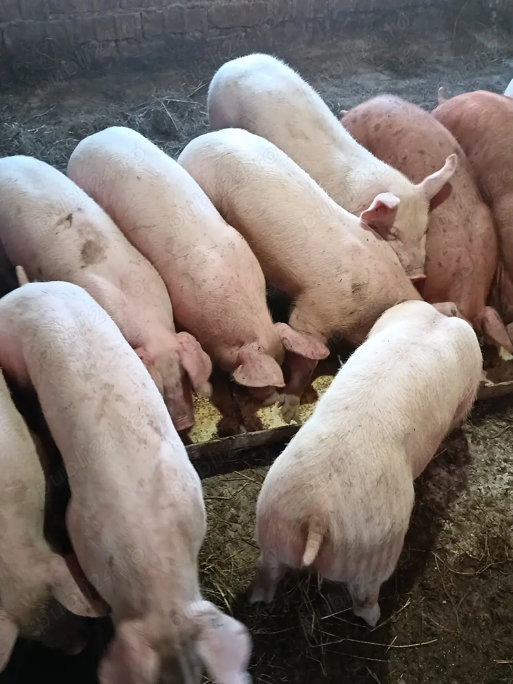 grasuni rasă carne 35-38 kg castrati , asigur transport