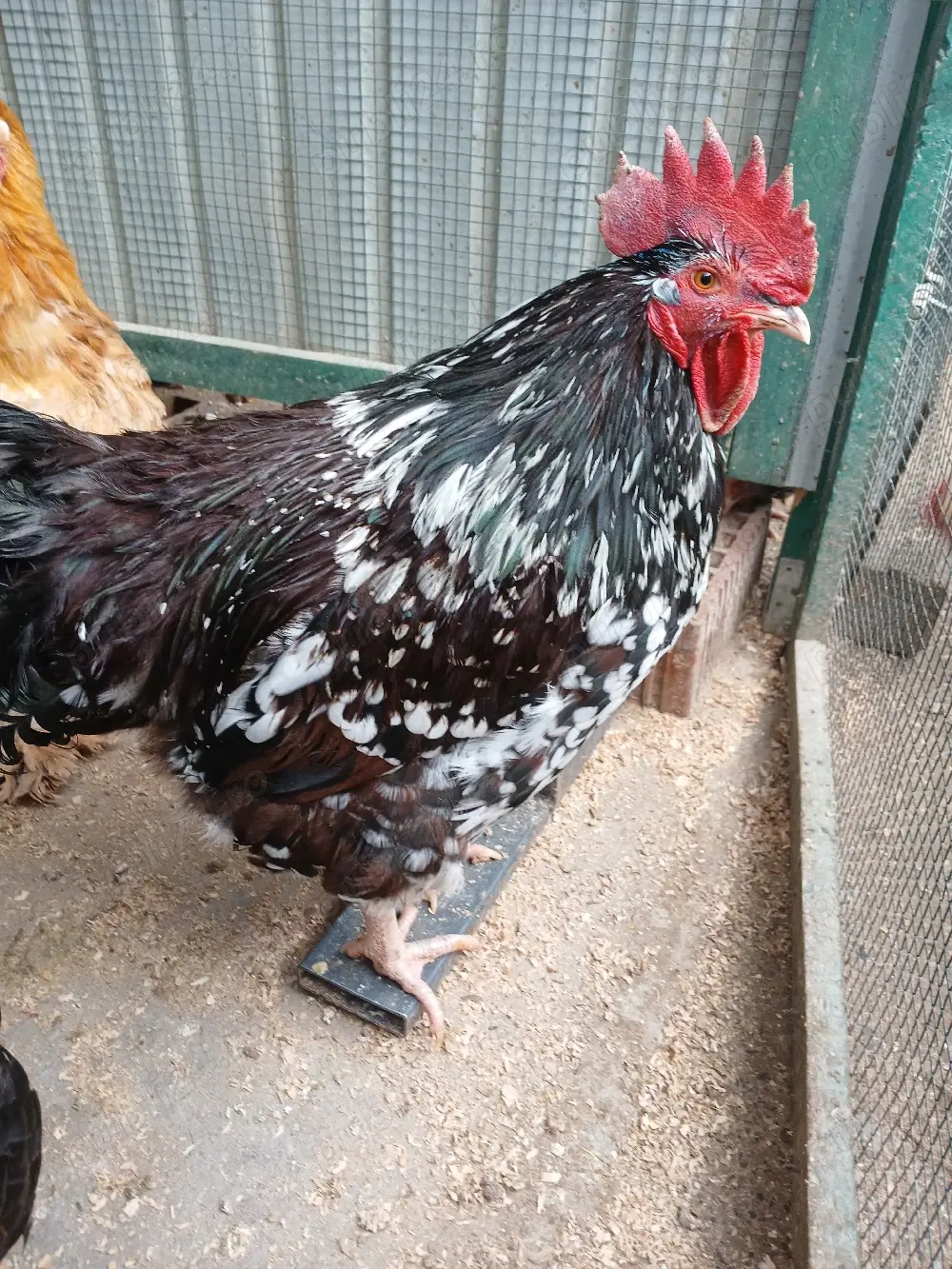 Cocoș Sussex porțelan de vînzare 