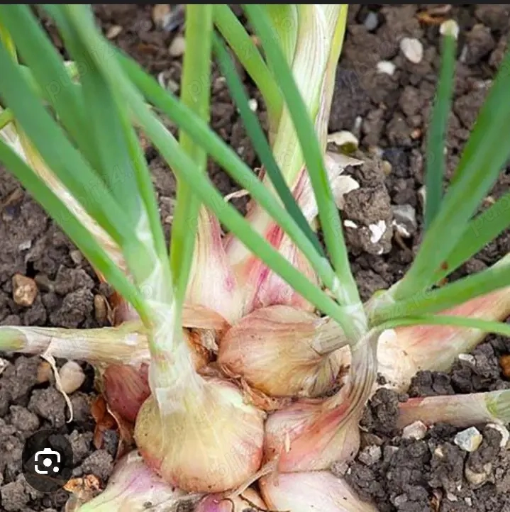 vînd ceapă eșalotă (hașma)